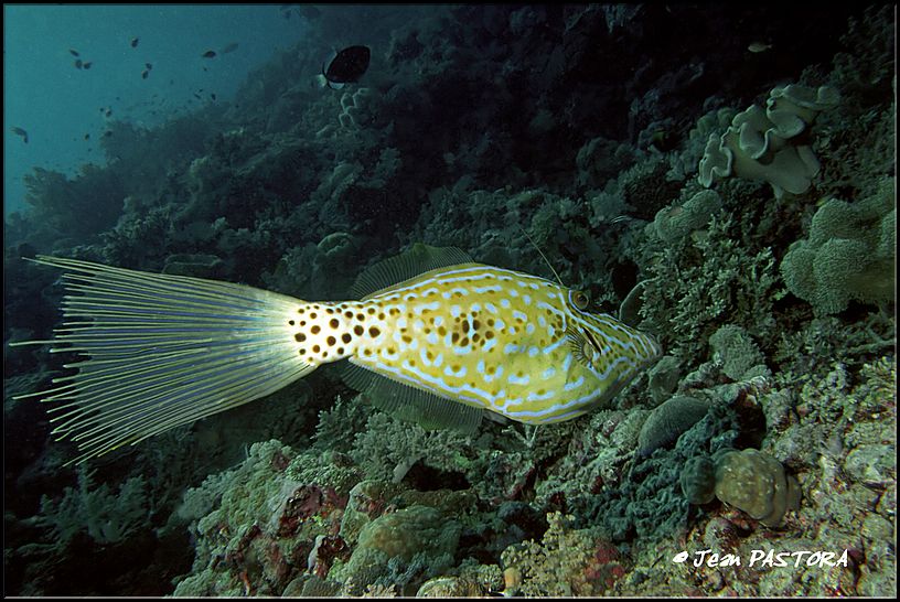 37layang-layang 08-04 022.jpg