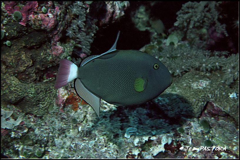 40layang-layang 08-04 377.jpg