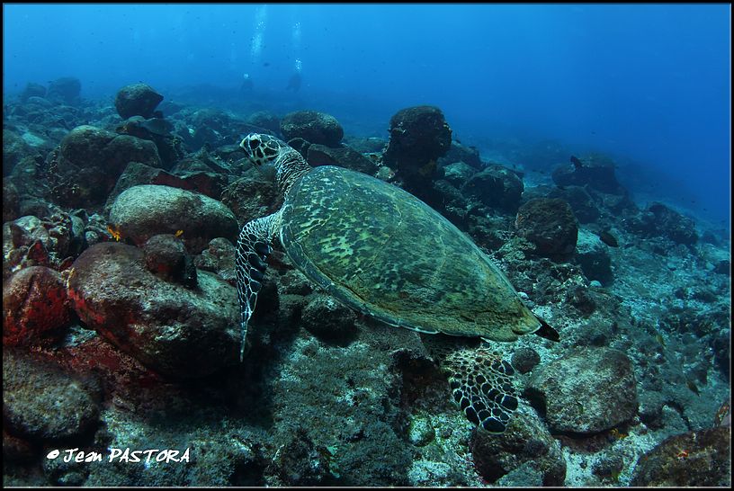 59Fernando Noronha_2014-04-30_65.jpg