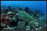 59Fernando Noronha_2014-04-30_65.jpg