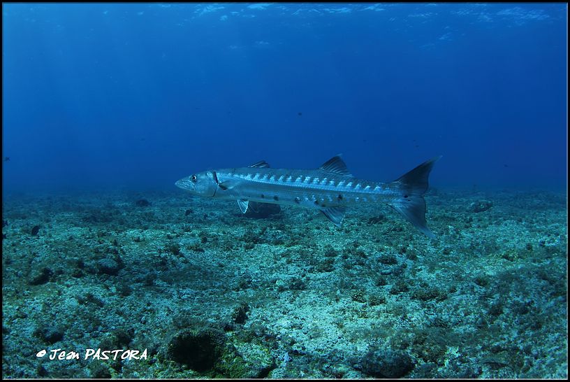 60Fernando Noronha_2014-04-30_87.jpg